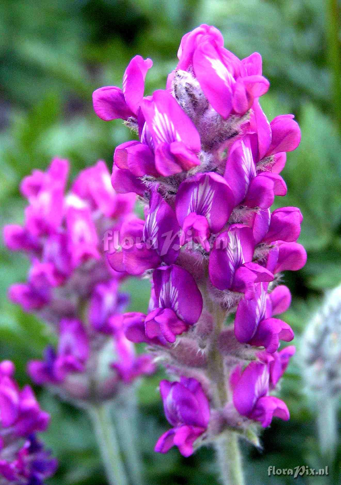 Oxytropis splendens