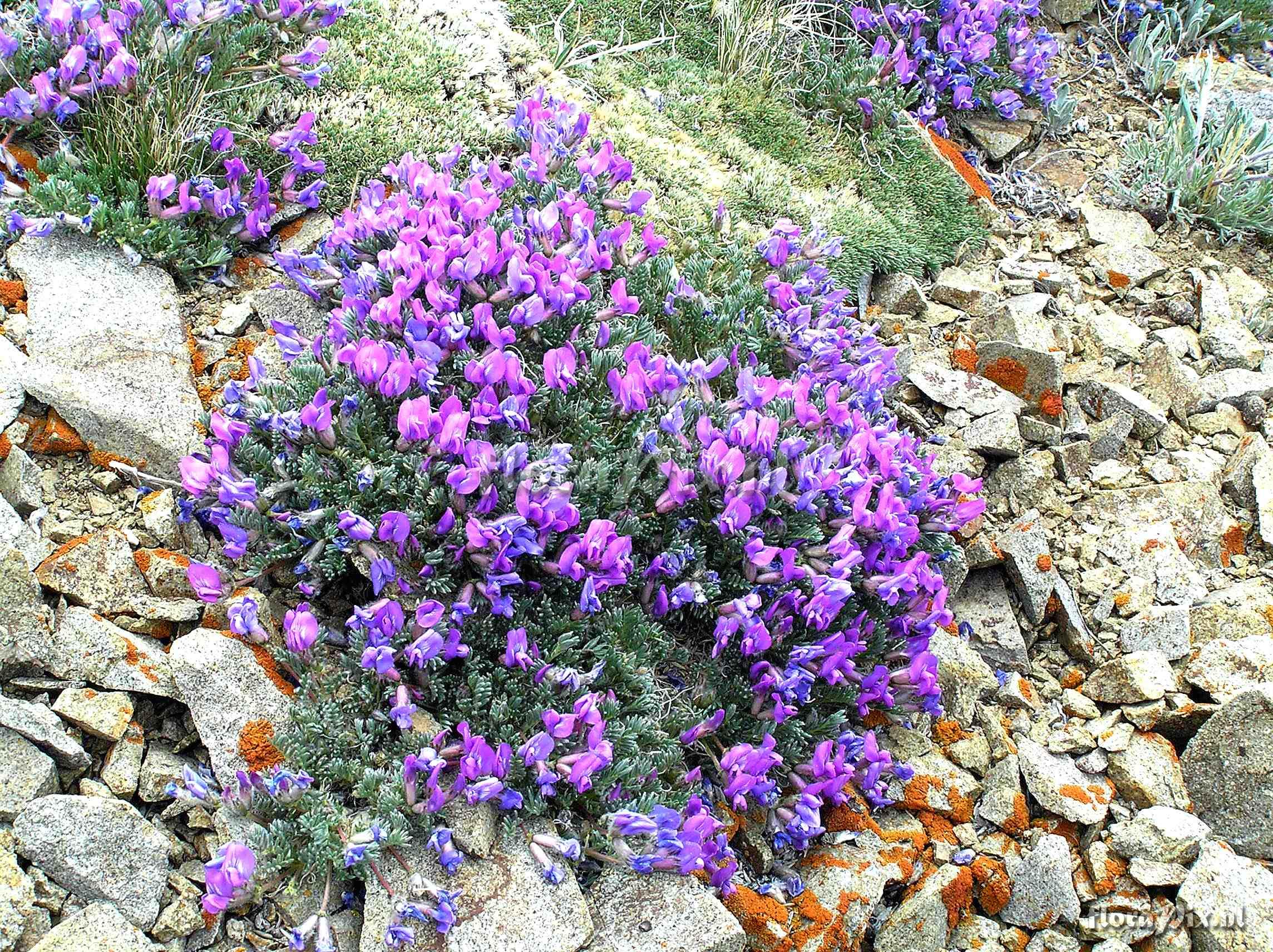 Oxytropis podocarpa