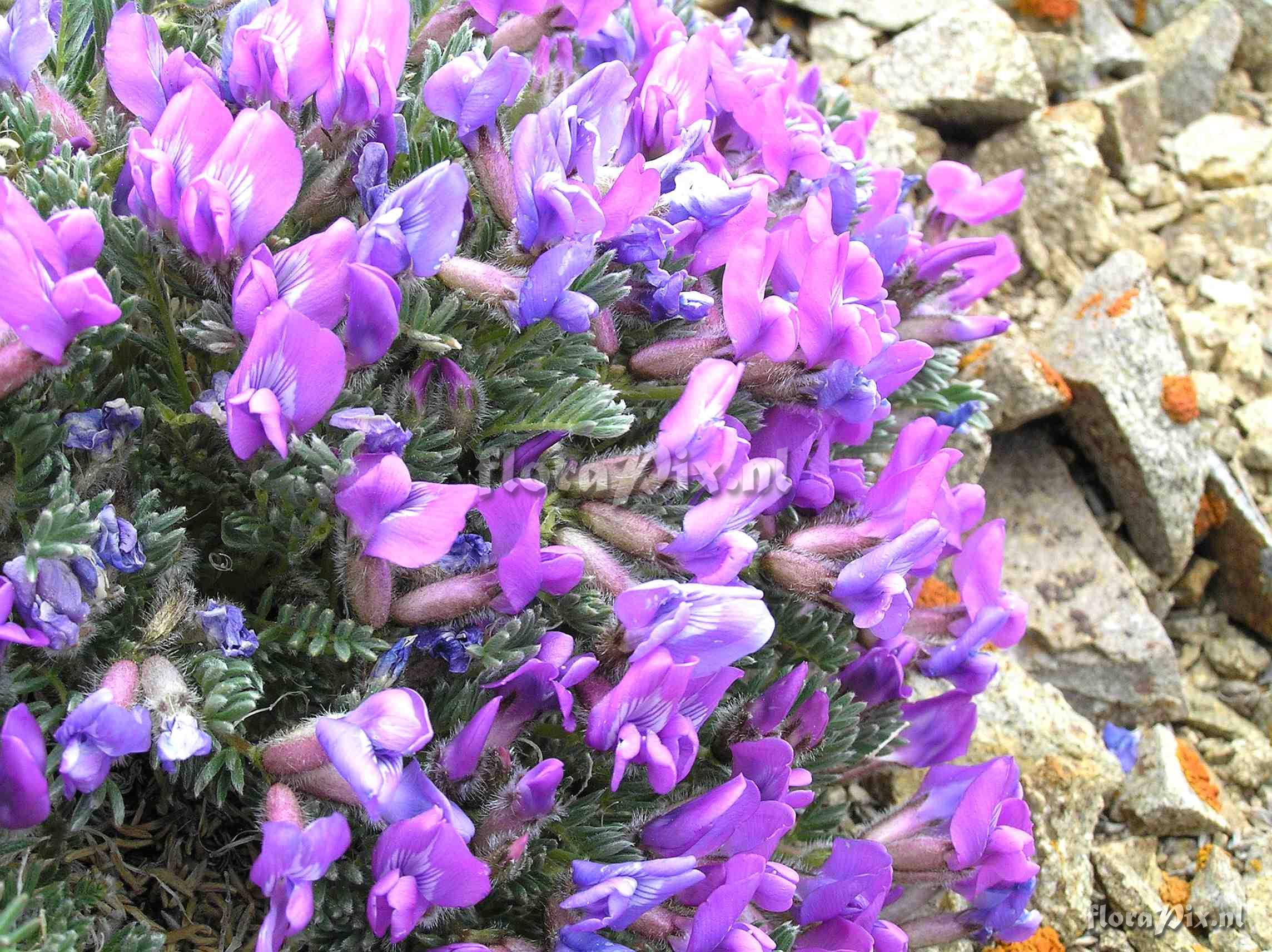 Oxytropis podocarpa