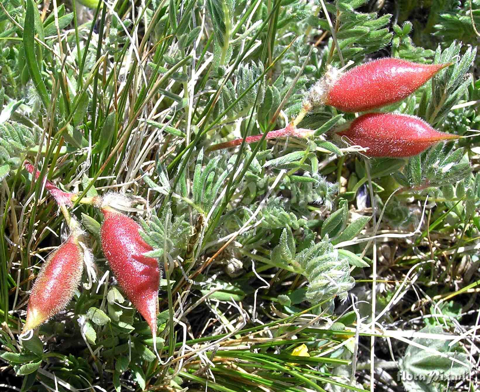 Oxytropis podocarpa