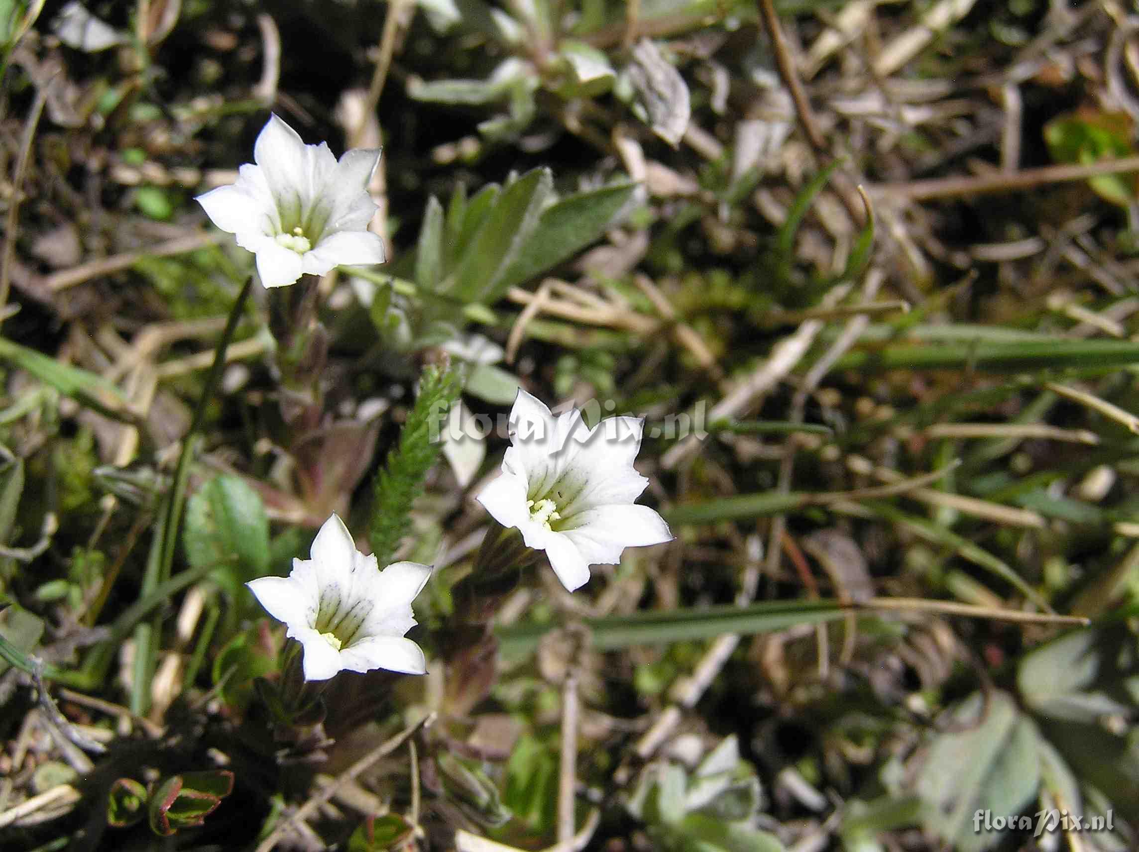 Gentiana fremontii