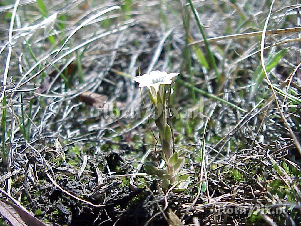 Gentiana fremontii