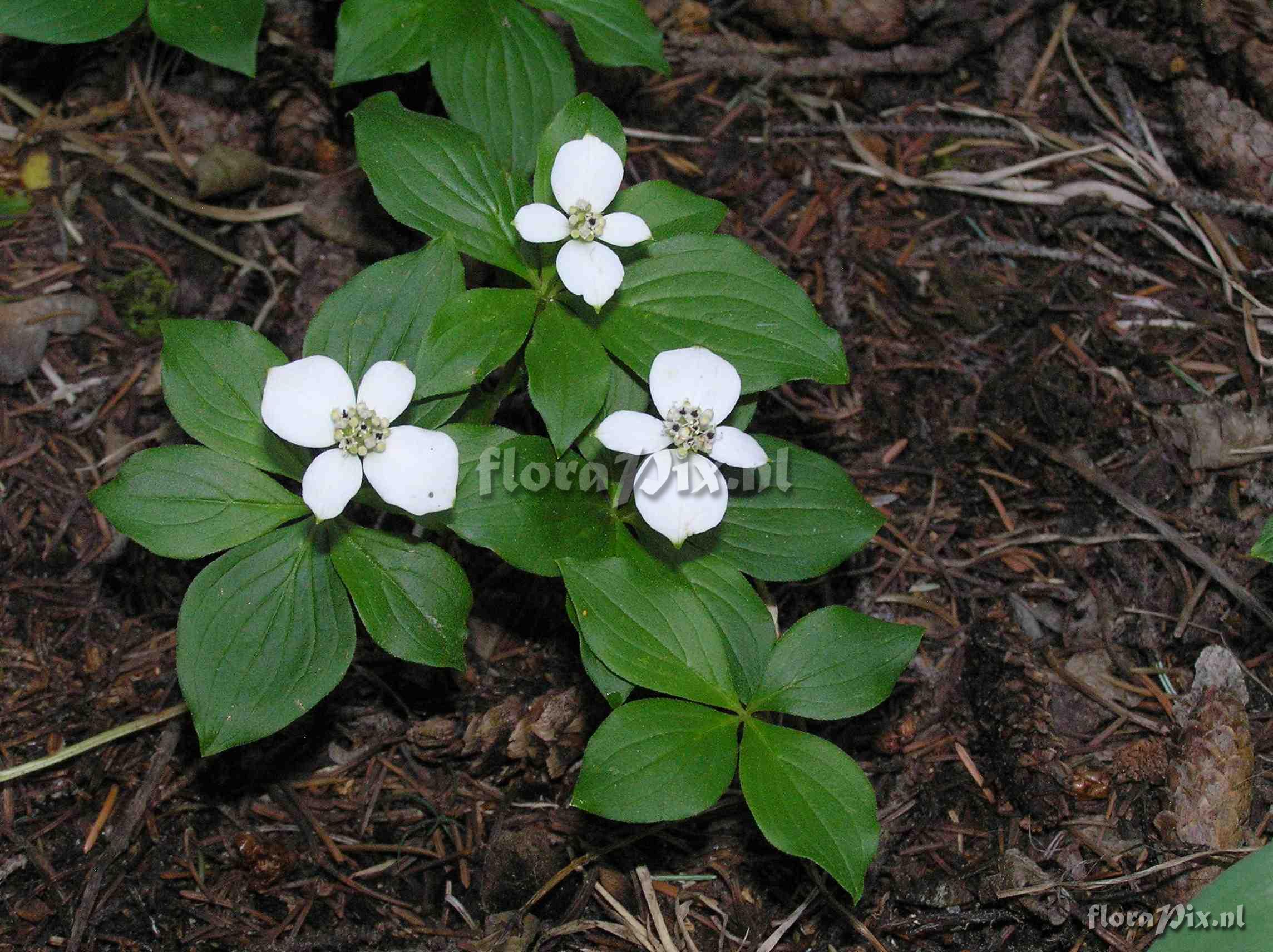 Cornus canadensis