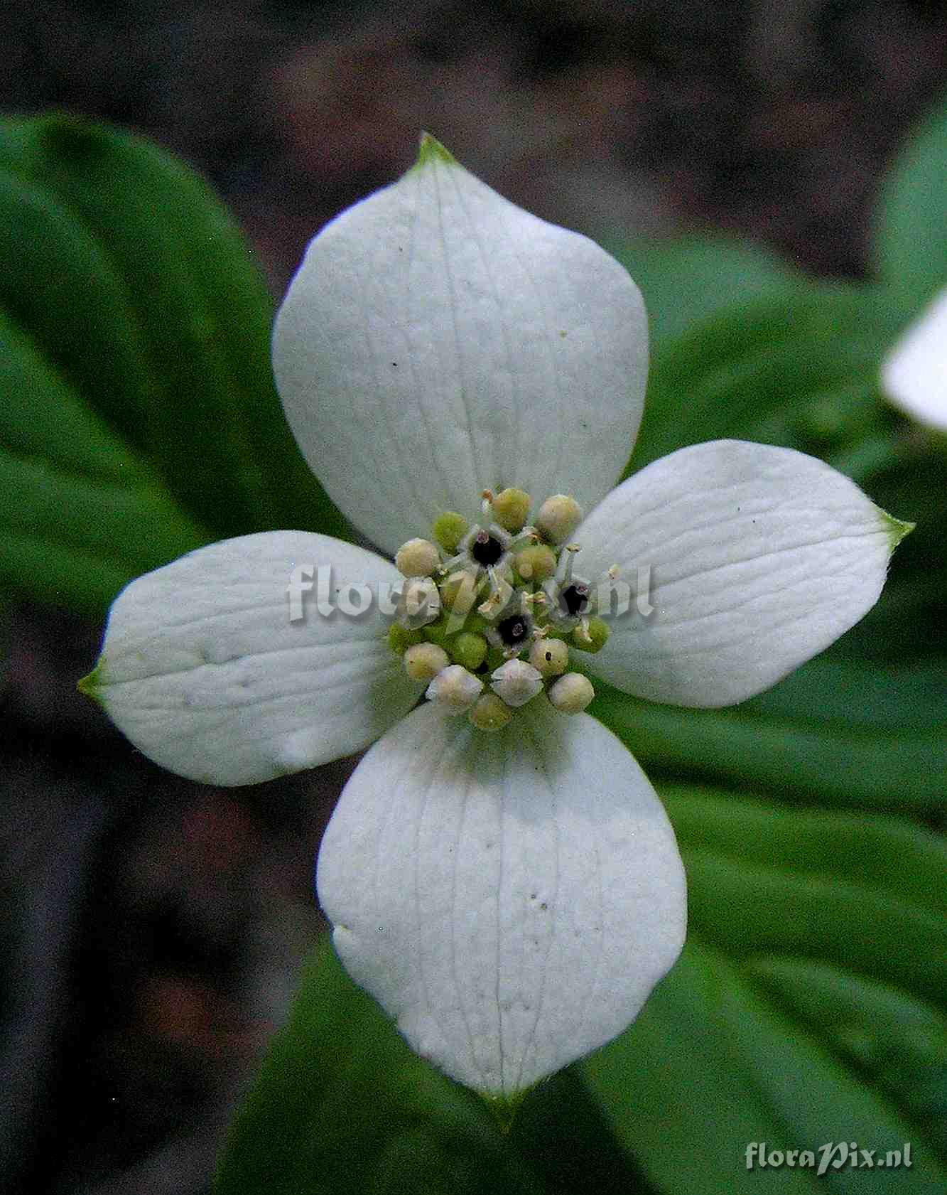 Cornus canadensis