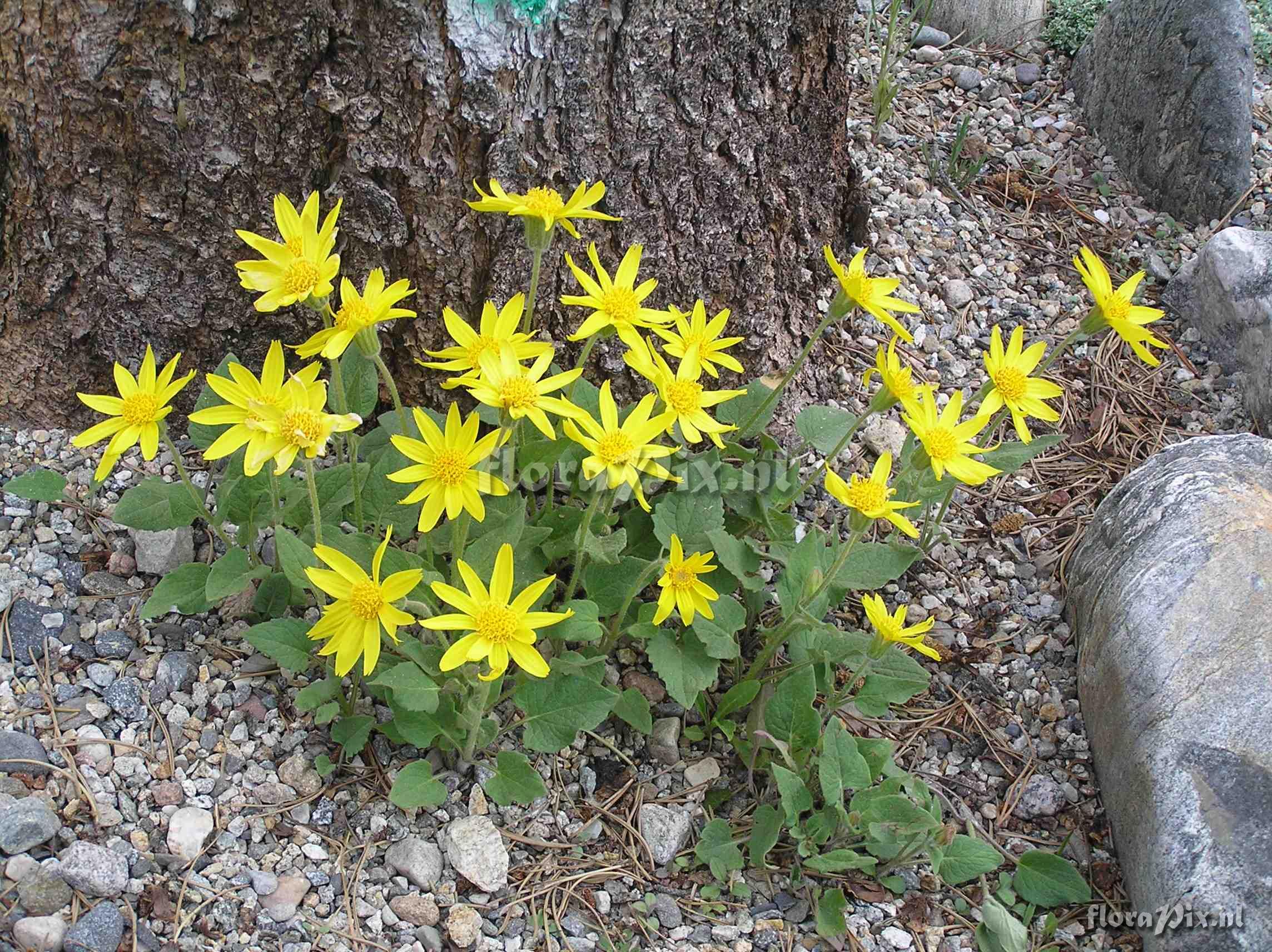 Arnica cordifolia