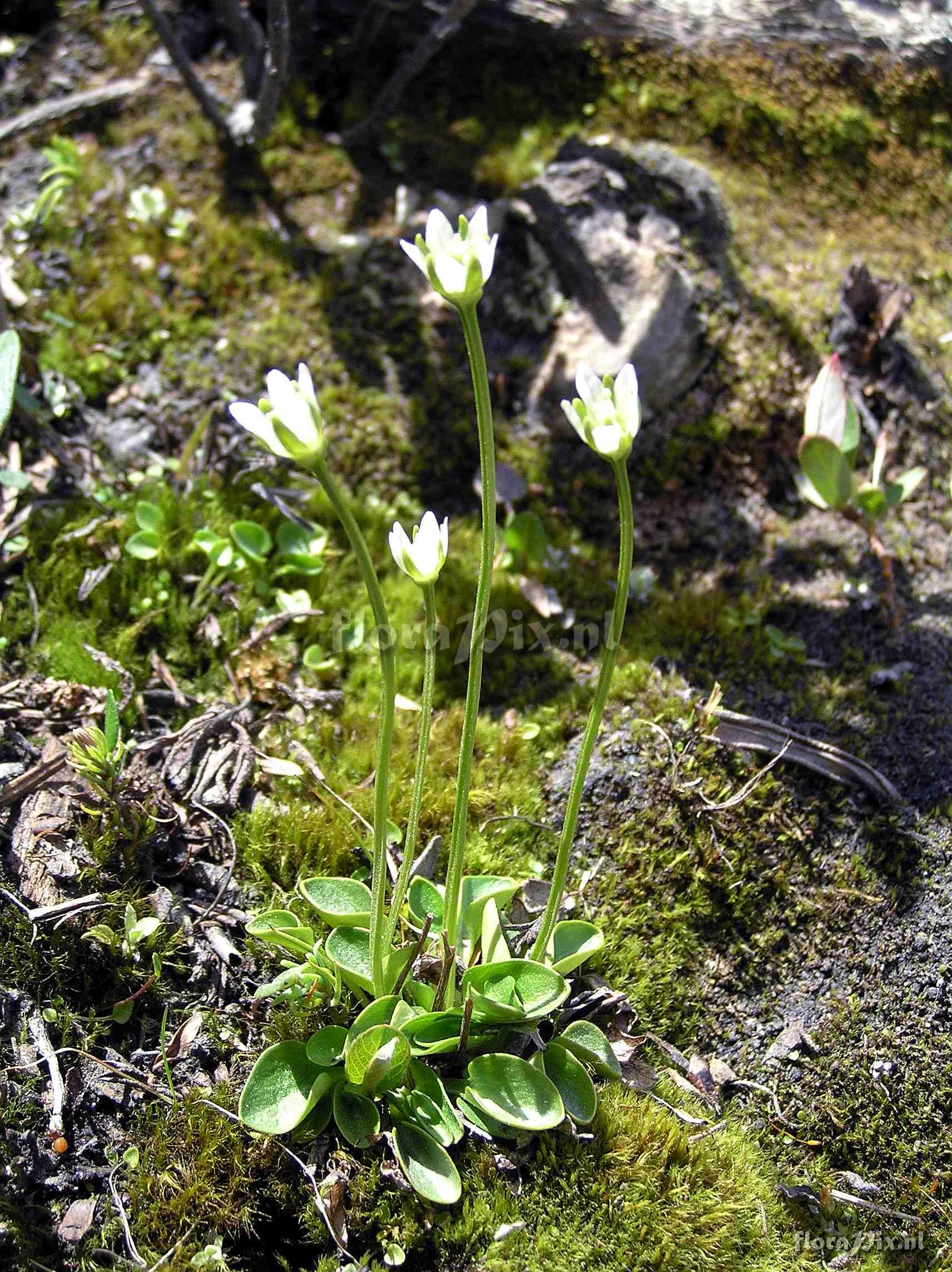 Parnassia kotzebuei