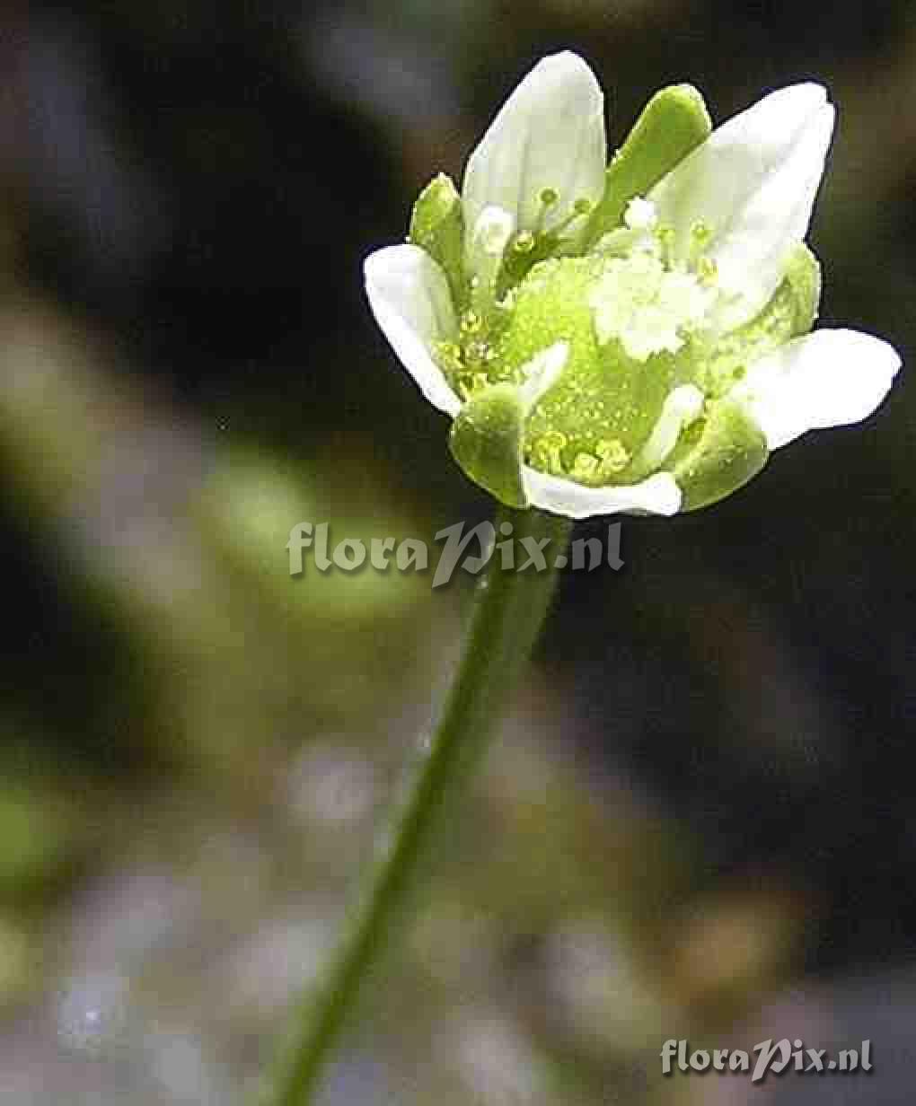 Parnassia kotzebuei