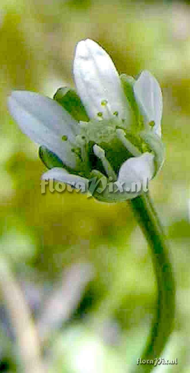 Parnassia kotzebuei