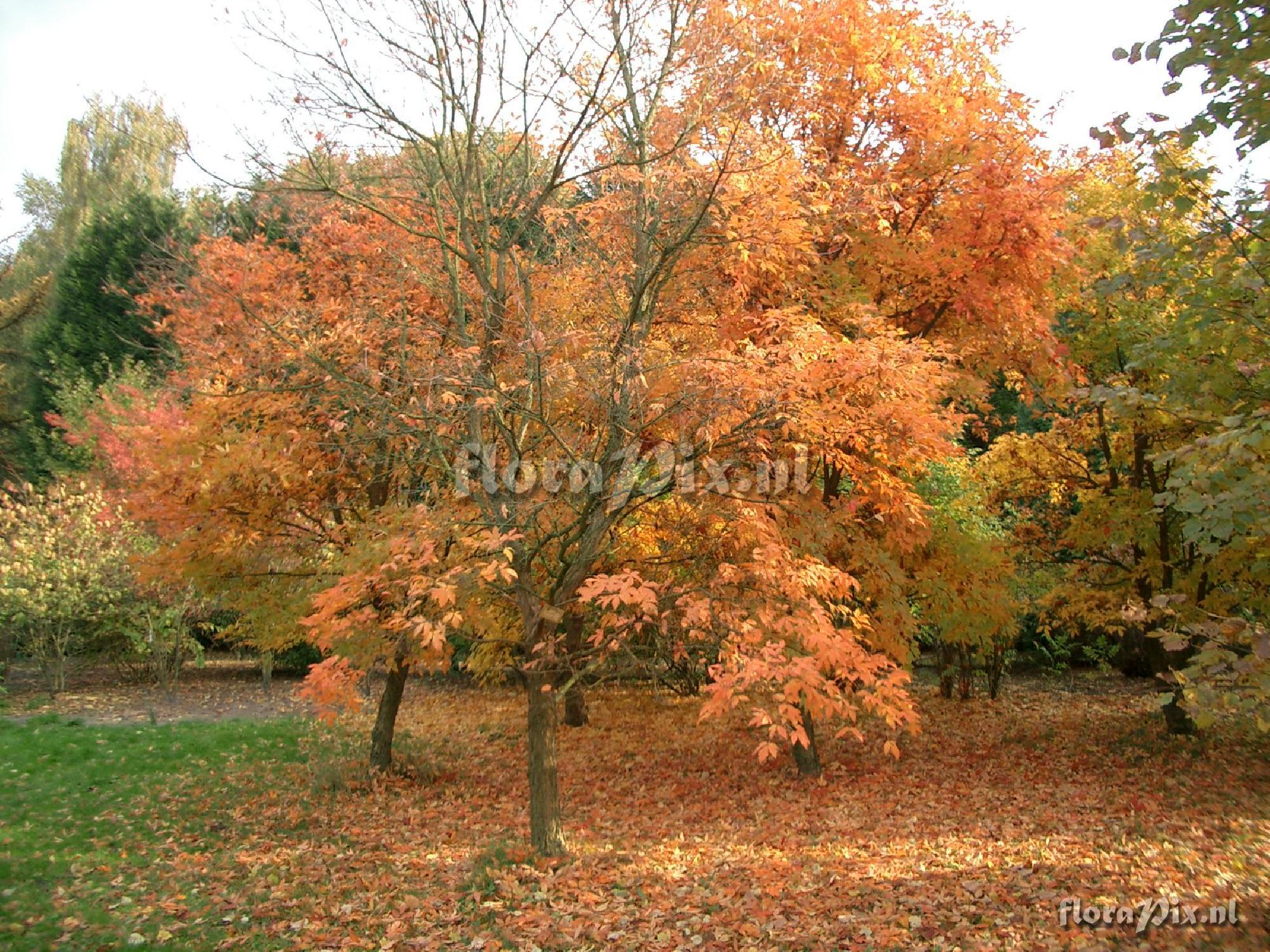 Acer triflorum