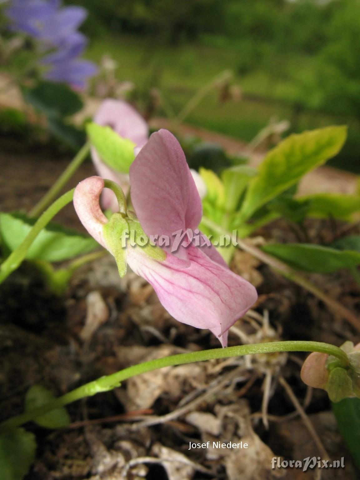 Viola sp.