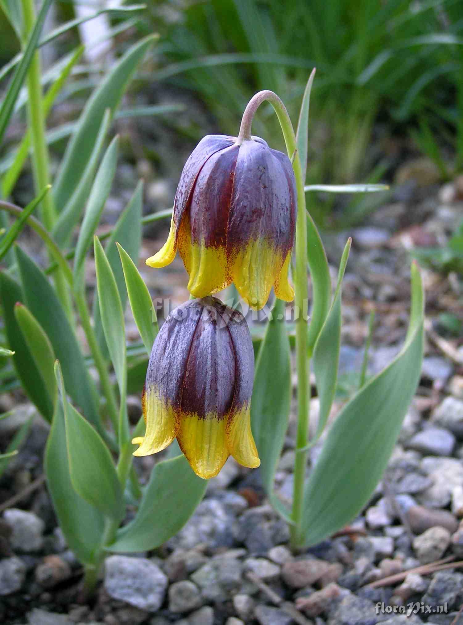 Fritillaria michailovskyi