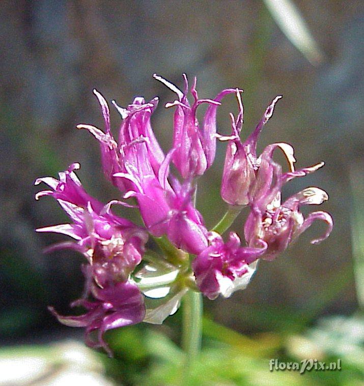 Allium brevistylum