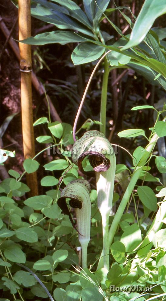 Arisaema thunbergii ssp. urashima