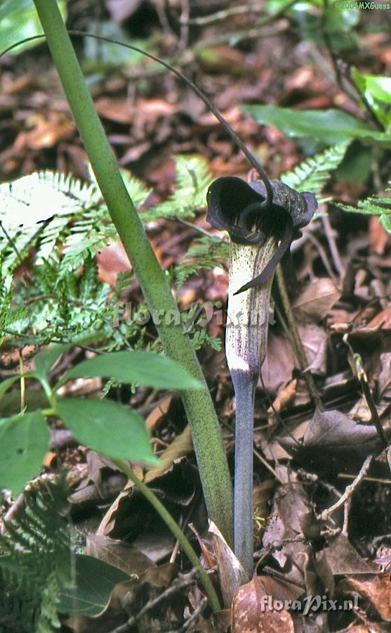 Arisaema thunbergii ssp. urashima