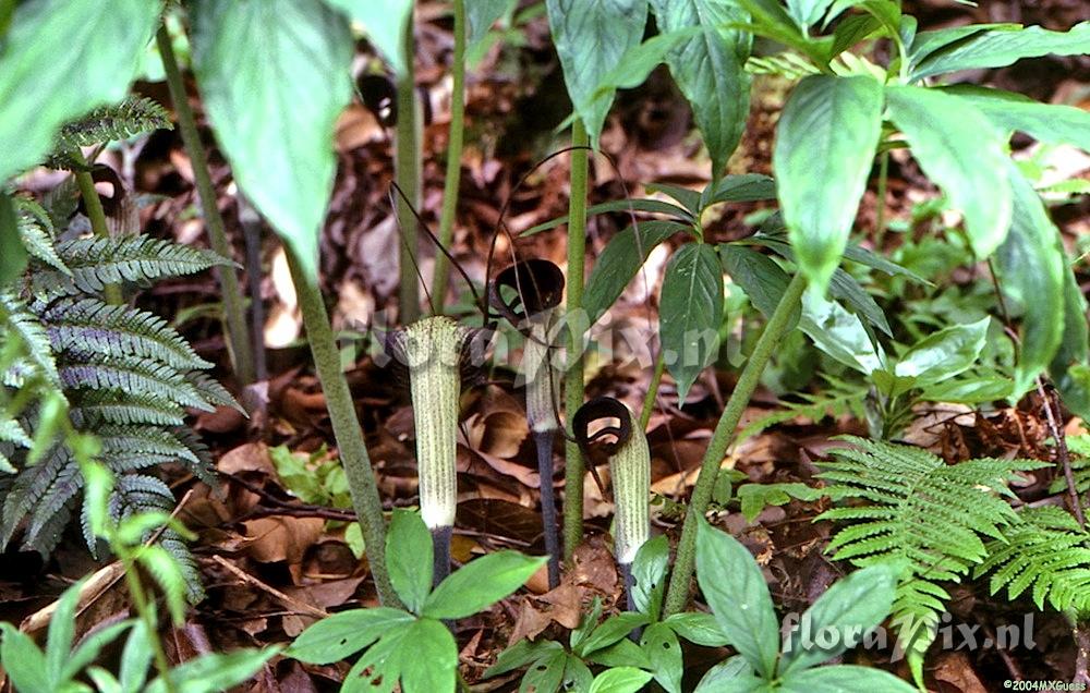 Arisaema thunbergii ssp. urashima