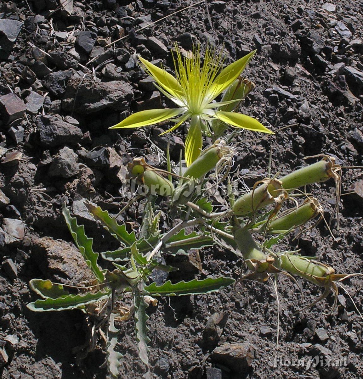 Mentzelia laevicaulis