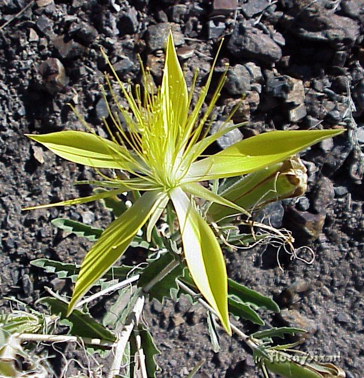 Mentzelia laevicaulis