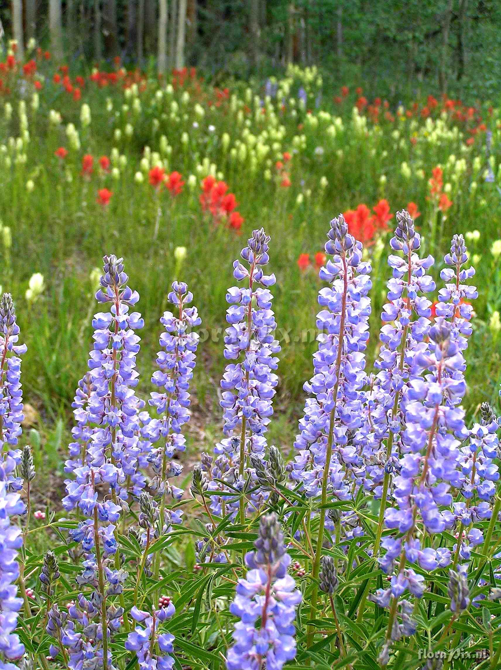 Lupinus argenteus