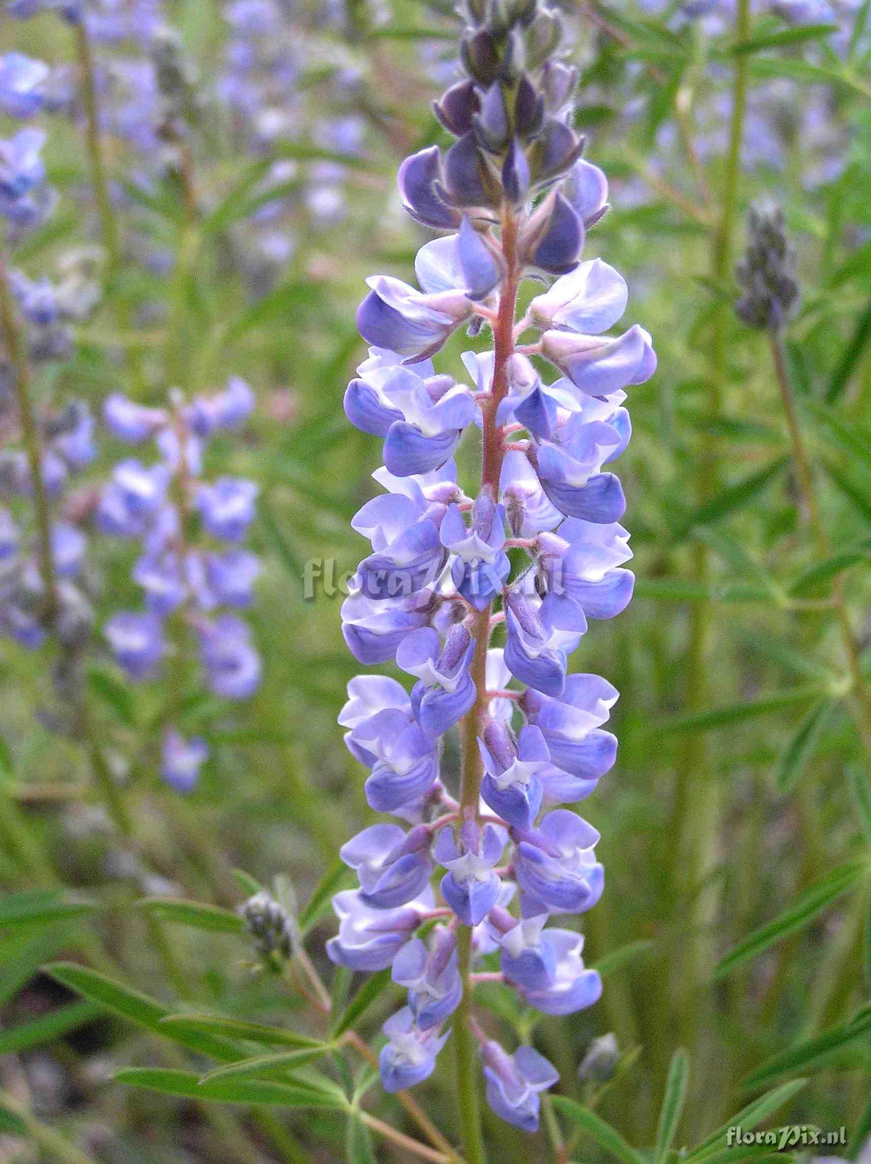 Lupinus argenteus