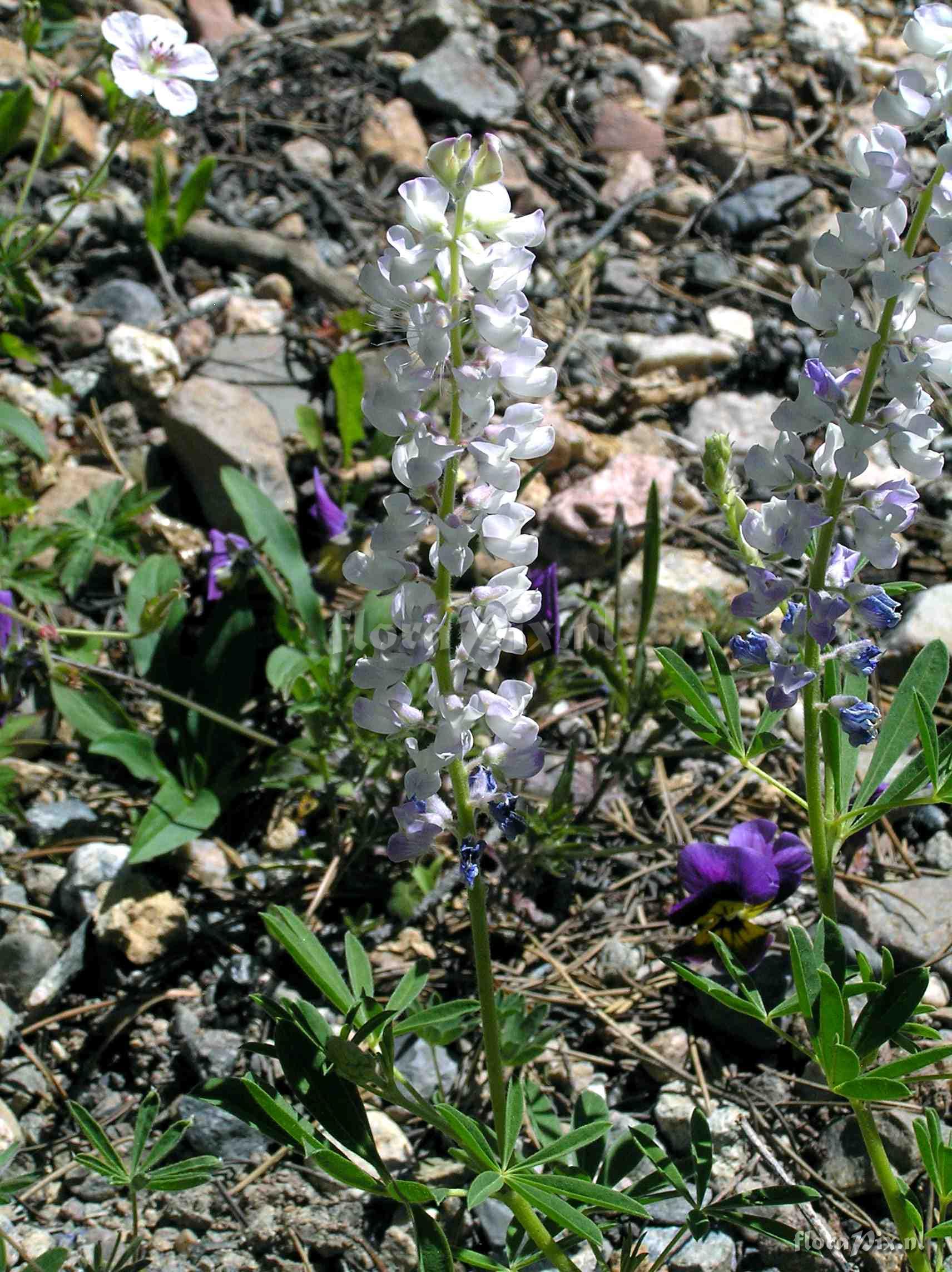 Lupinus argenteus