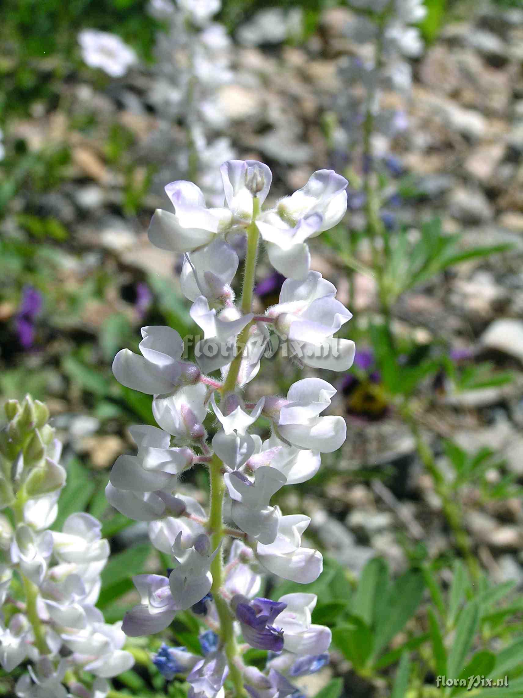 Lupinus argenteus