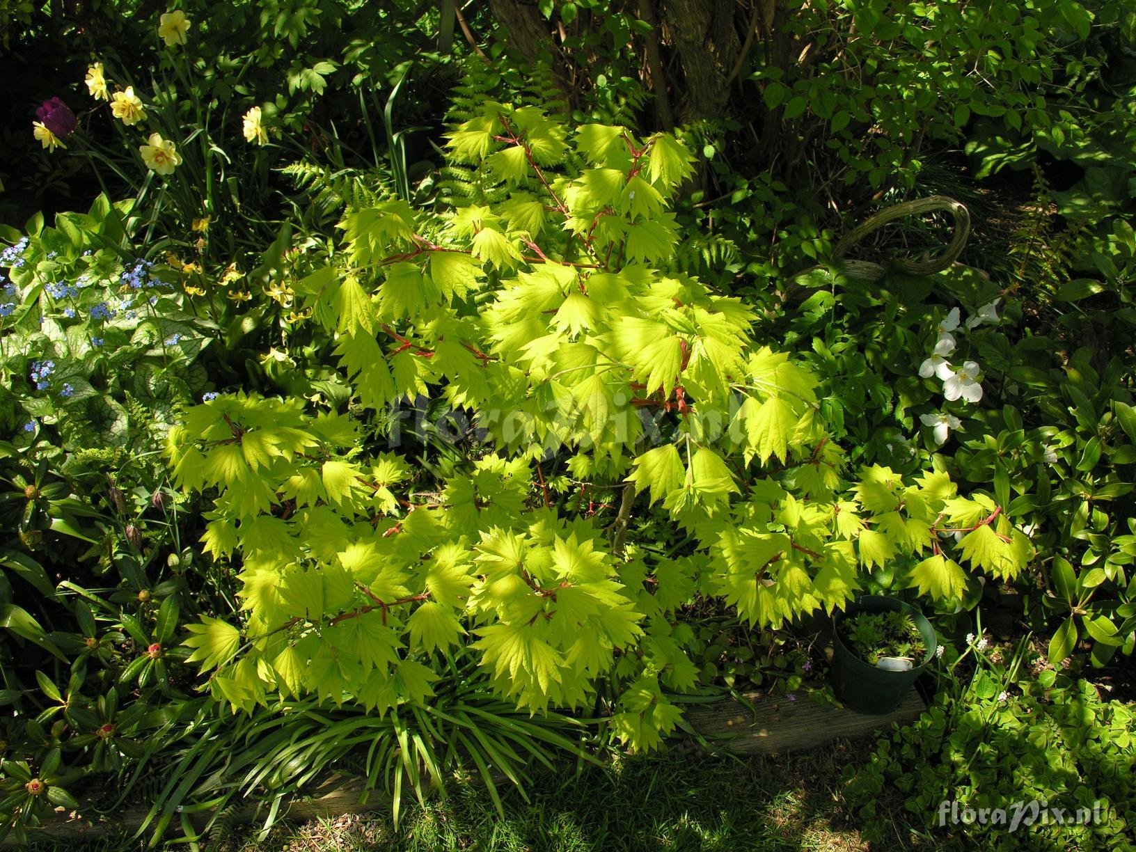 Acer shirasawanum 