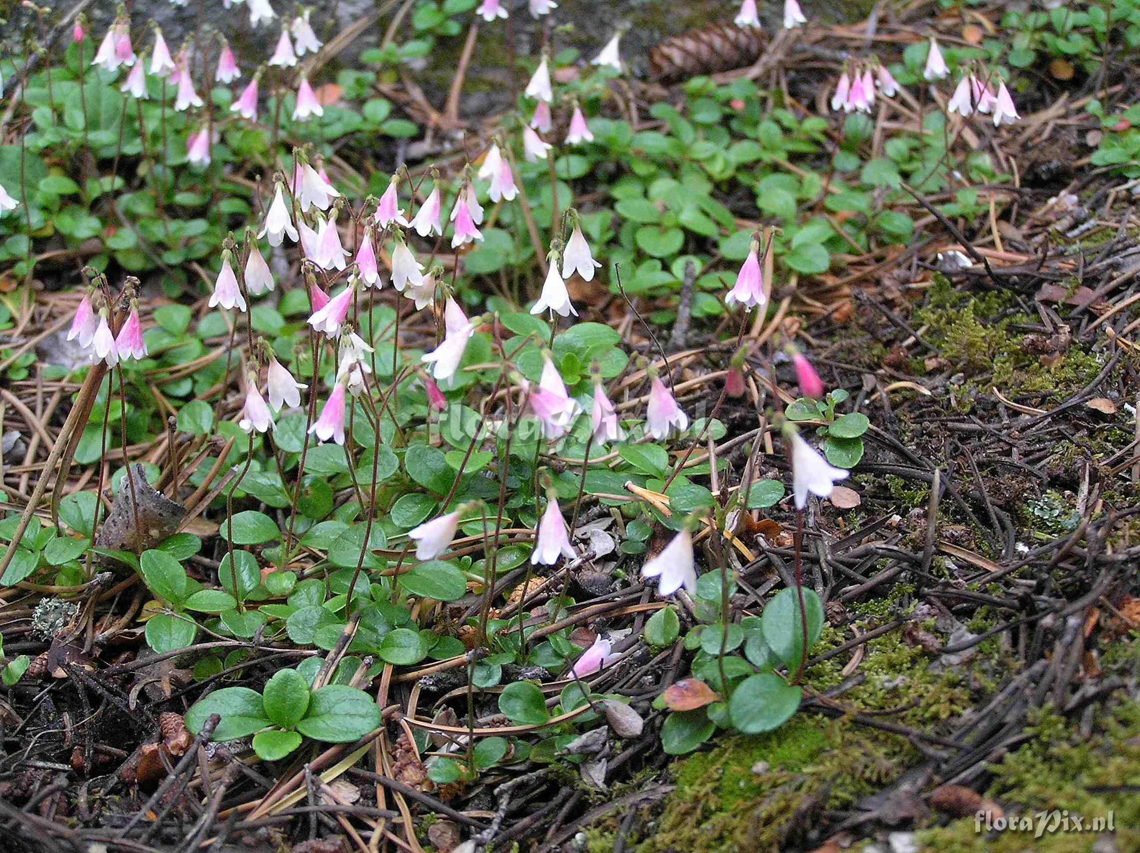 Linnaea borealis