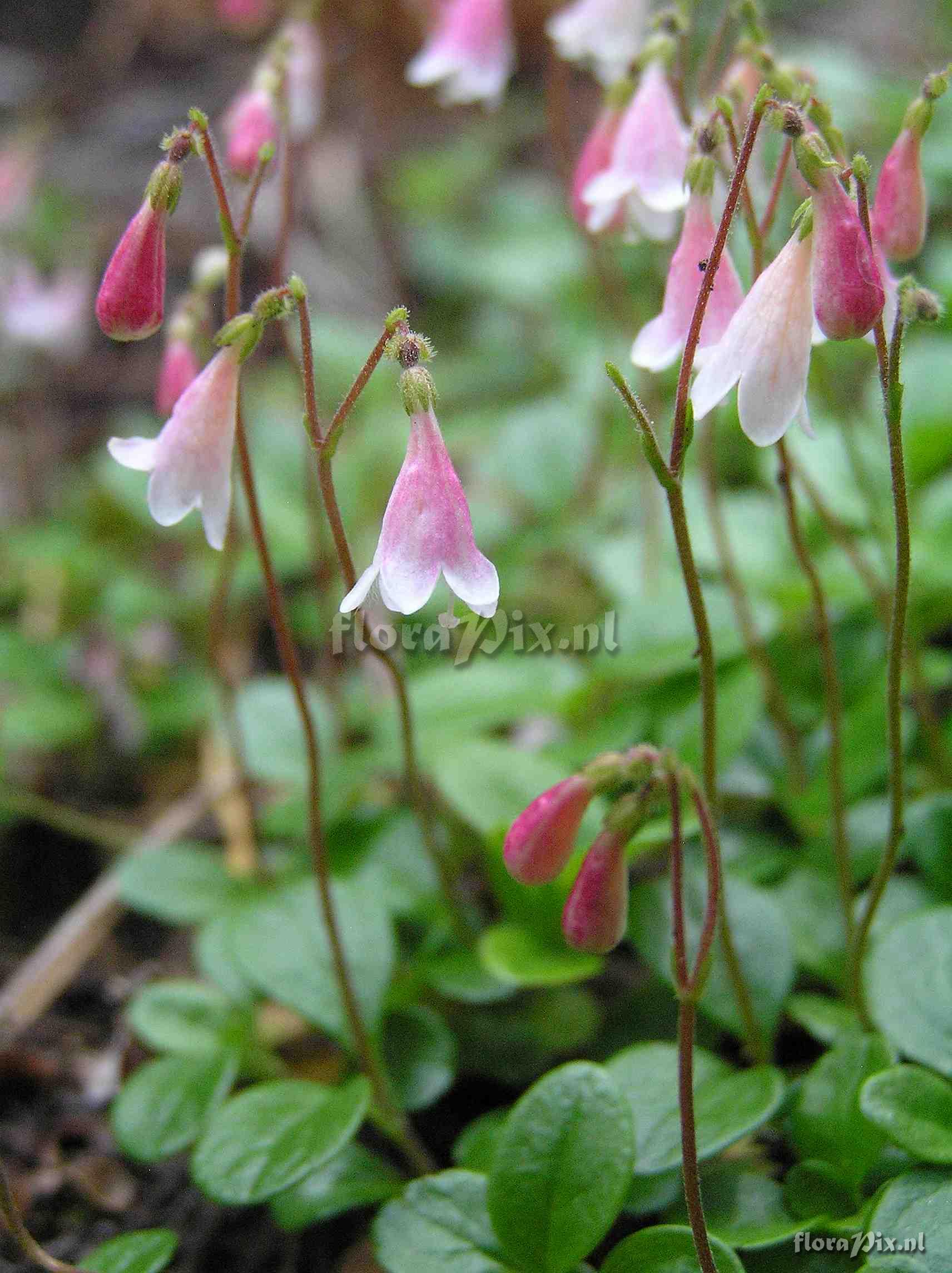 Linnaea borealis