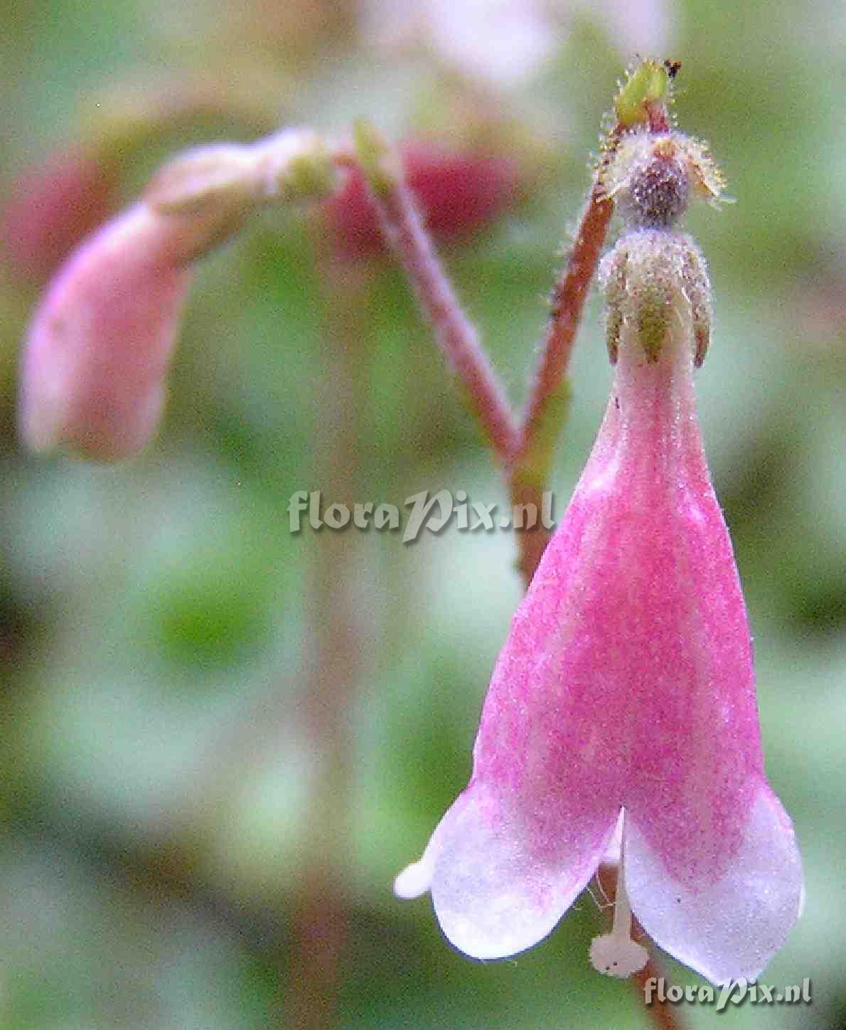 Linnaea borealis