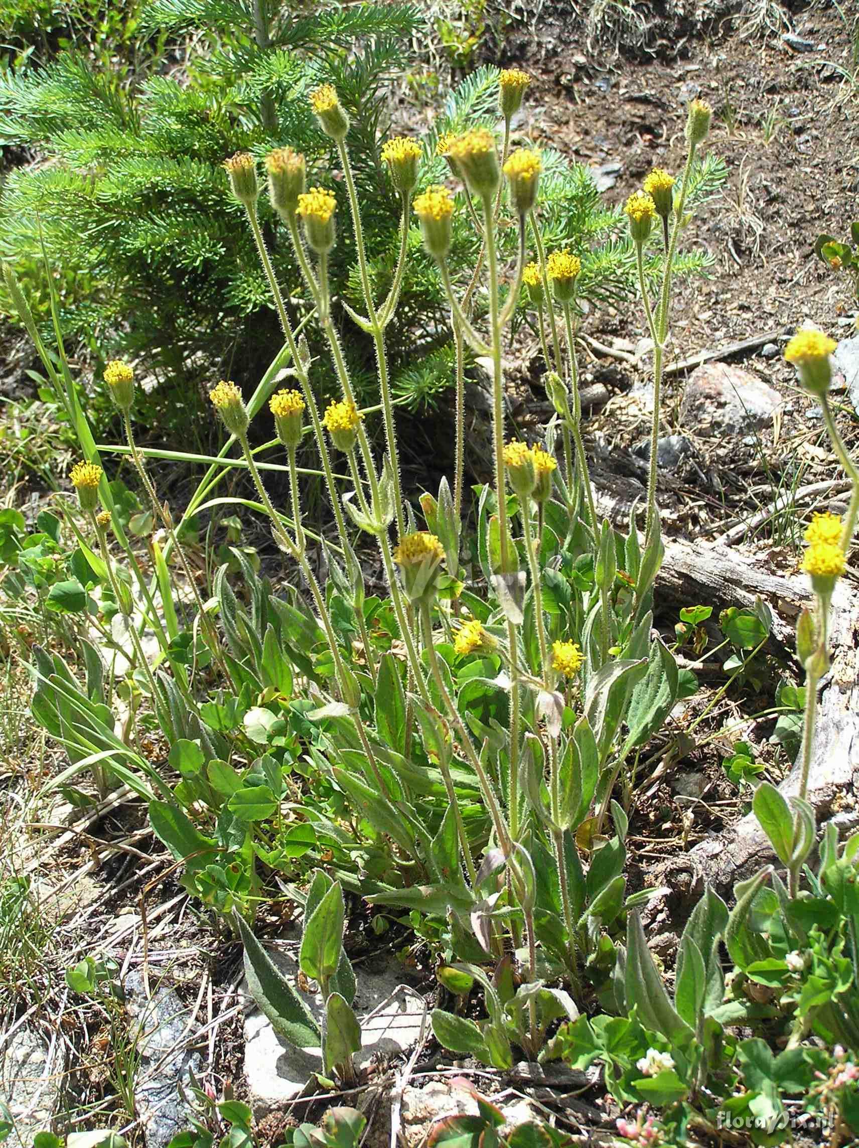 Arnica parryi