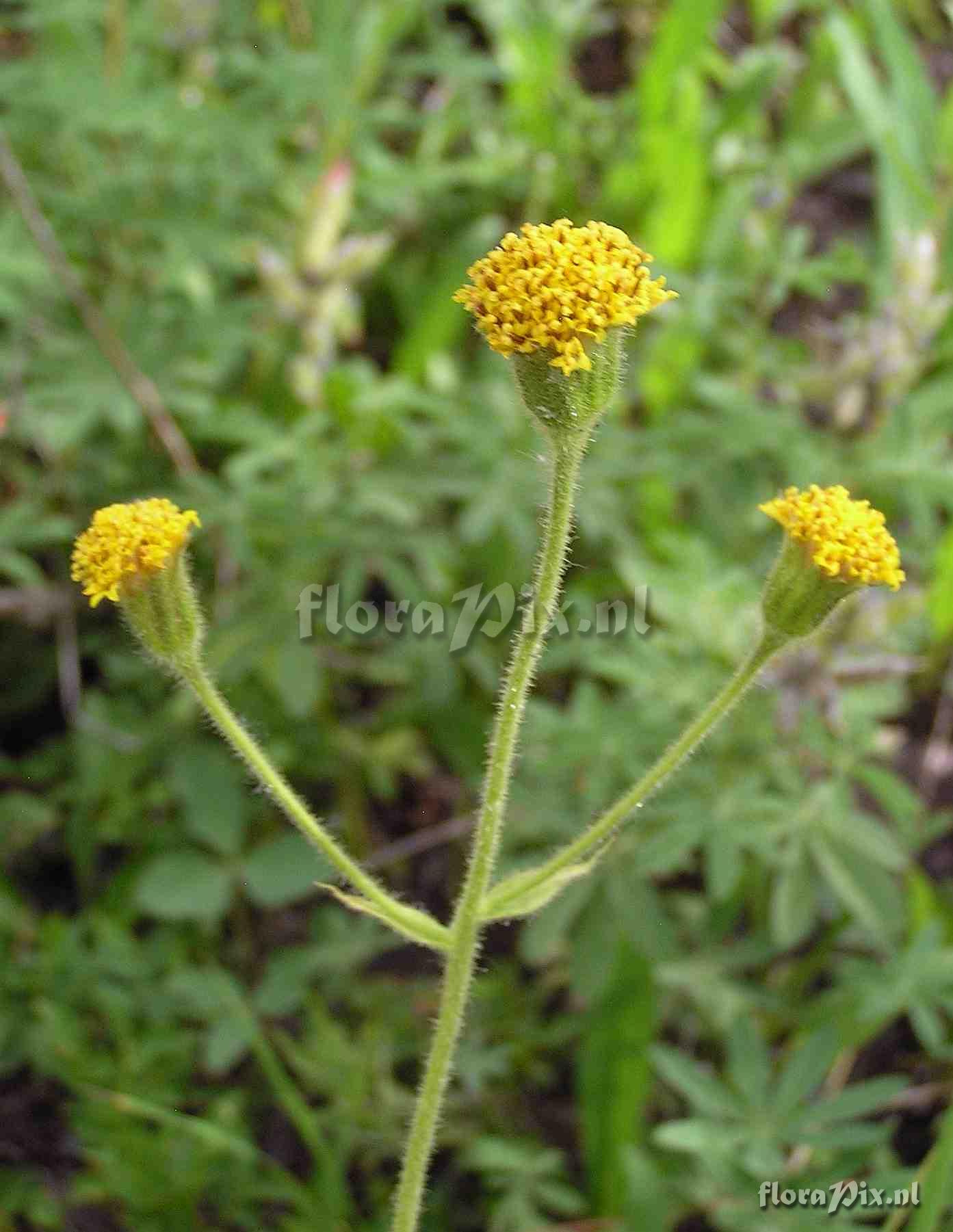 Arnica parryi