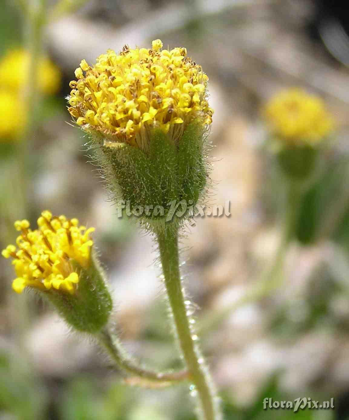 Arnica parryi