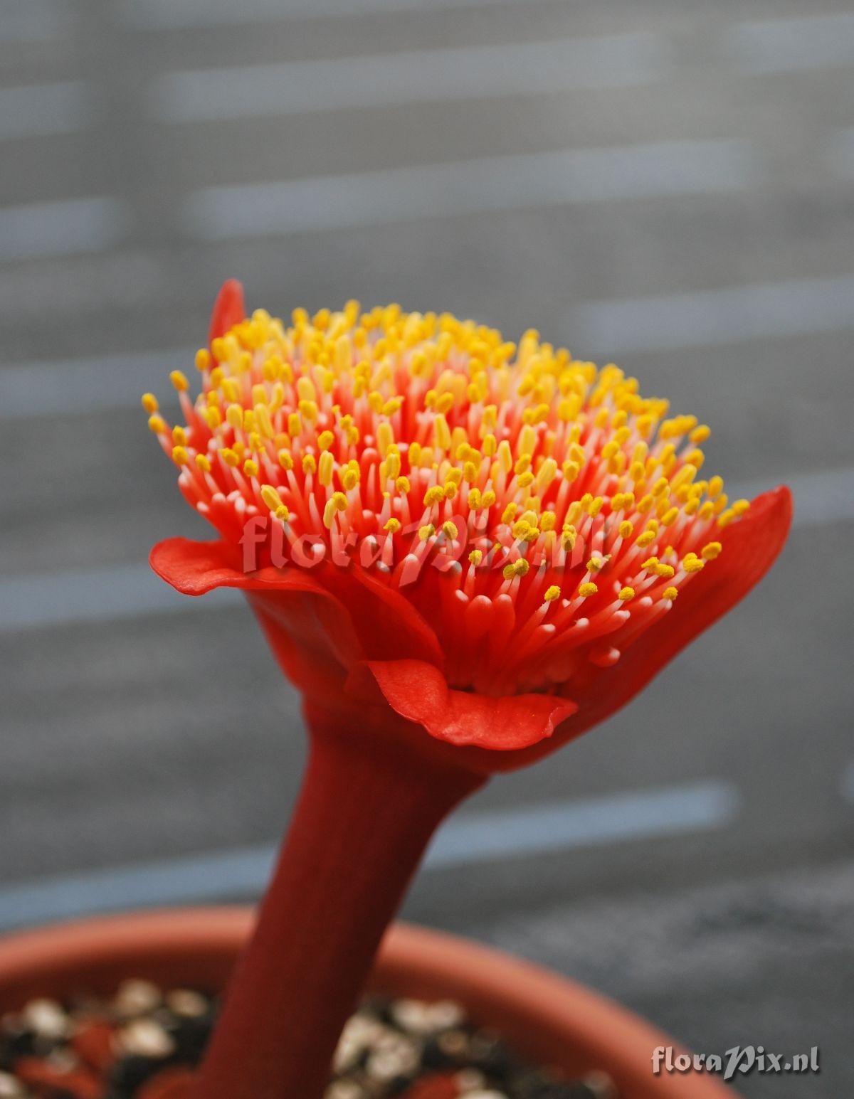 Haemanthus spec. nova Lüderitz