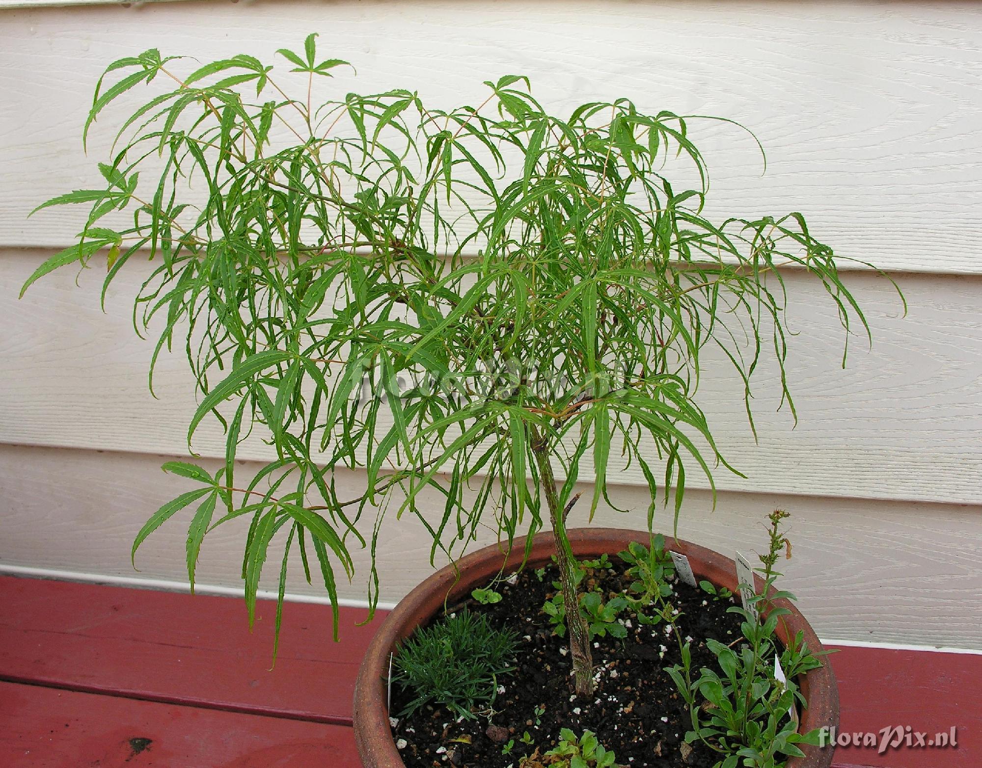 Acer palmatum 