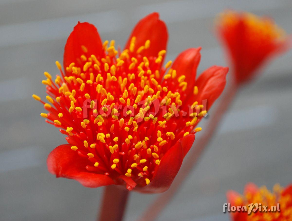 Haemanthus coccineus