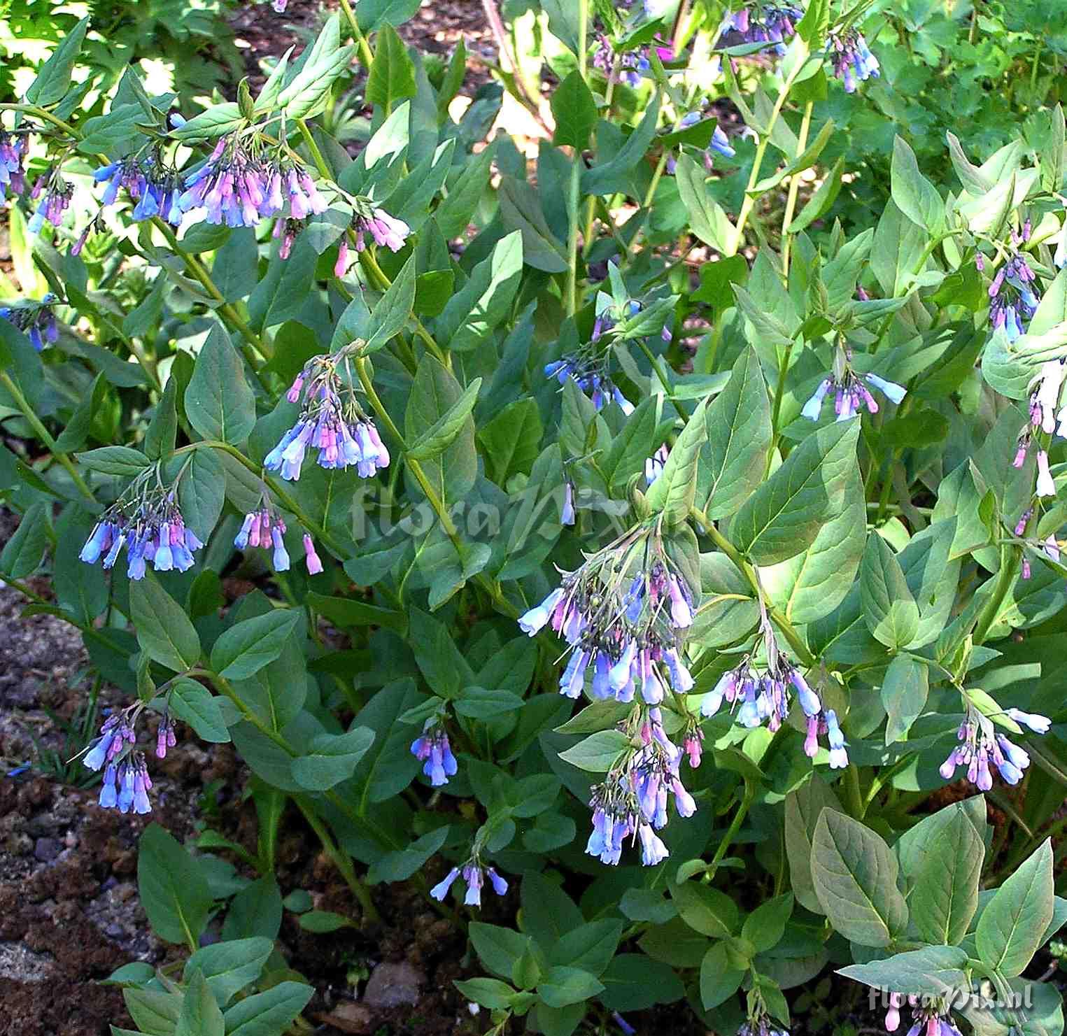 Mertensia ciliata