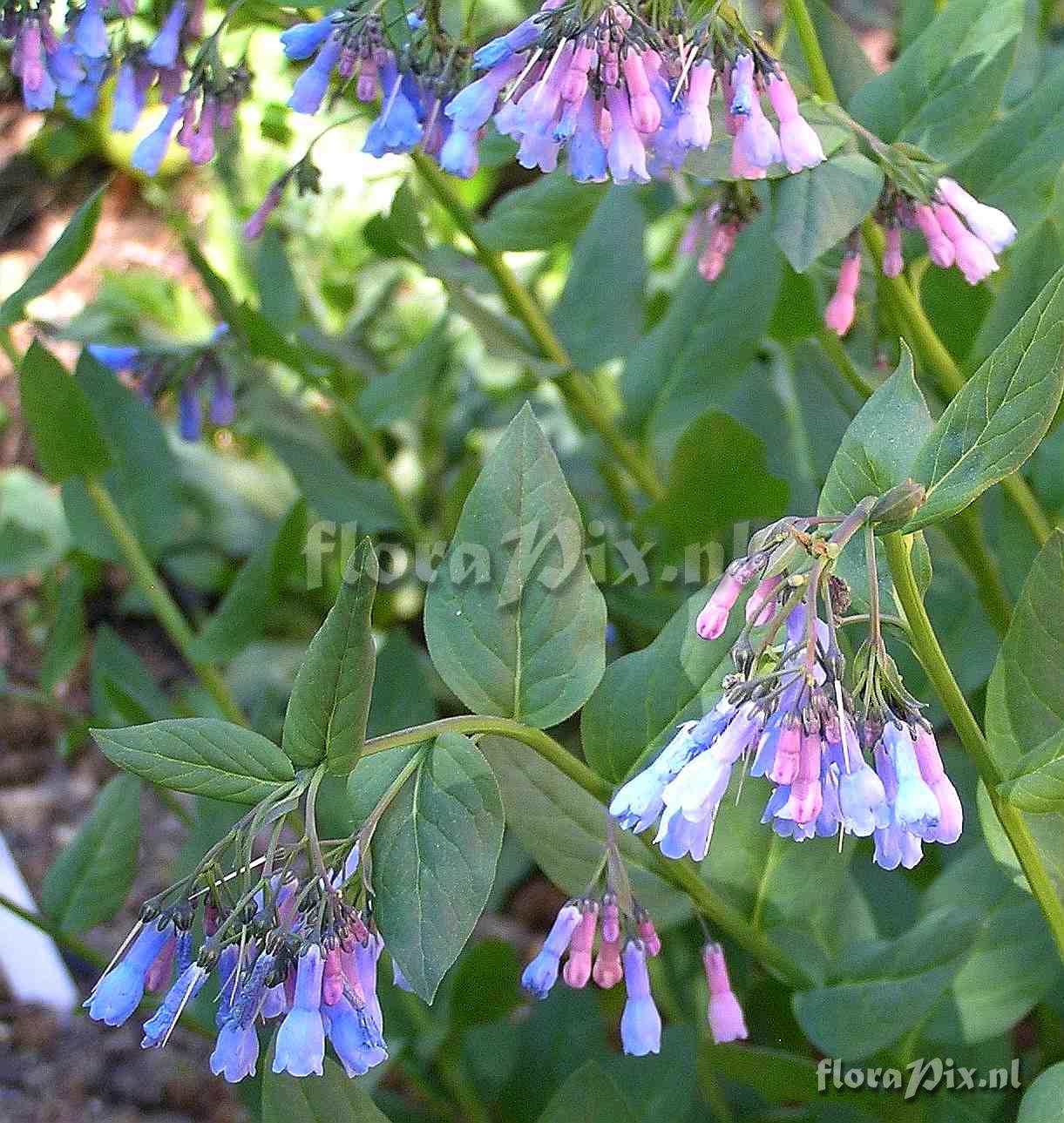 Mertensia ciliata