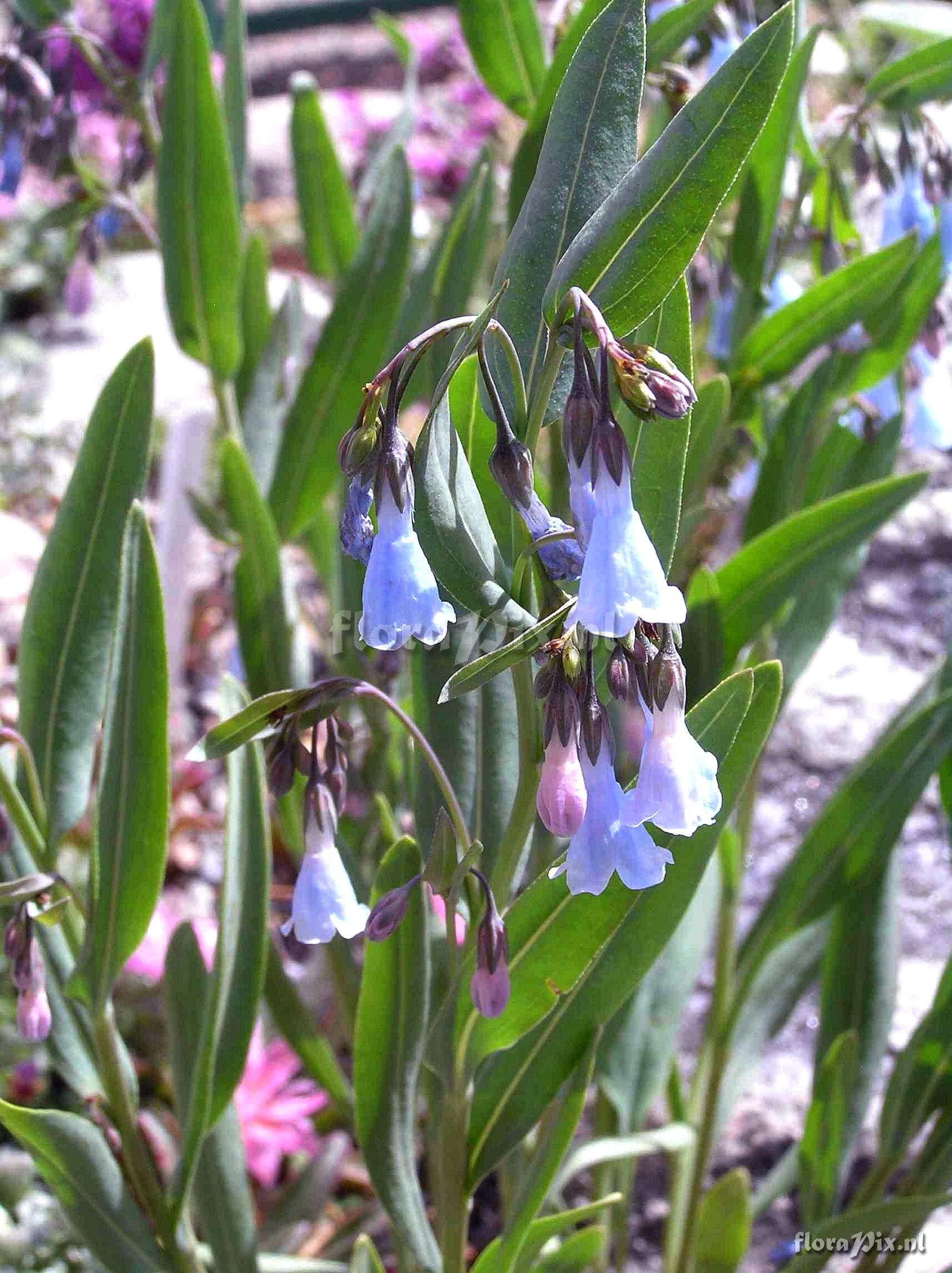 Mertensia lanceolata