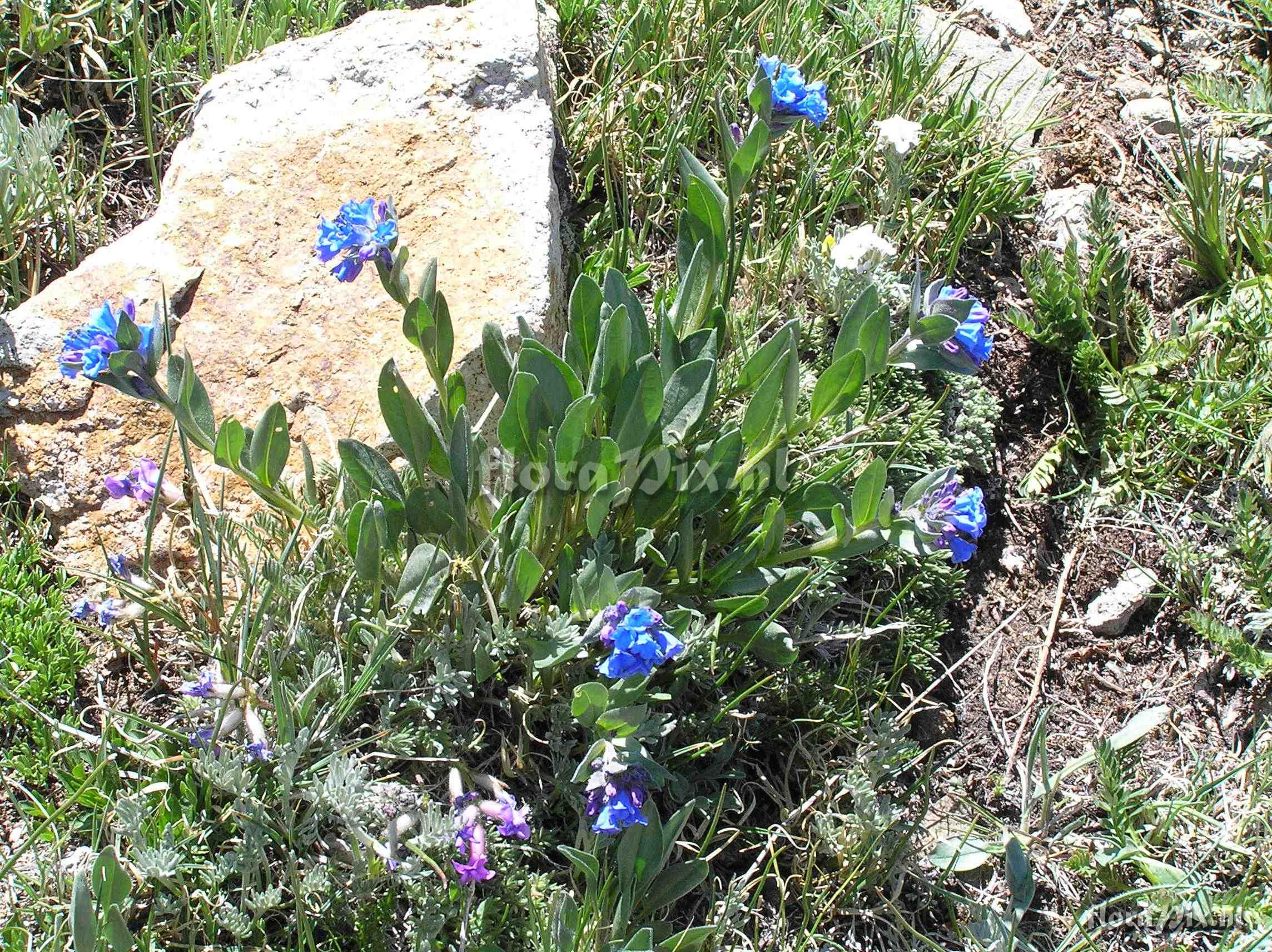 Mertensia alpina