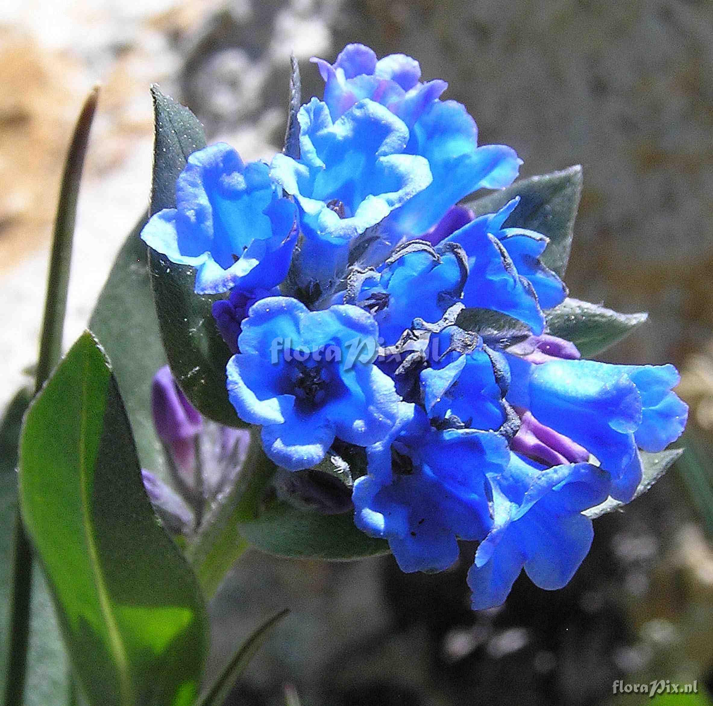 Mertensia alpina