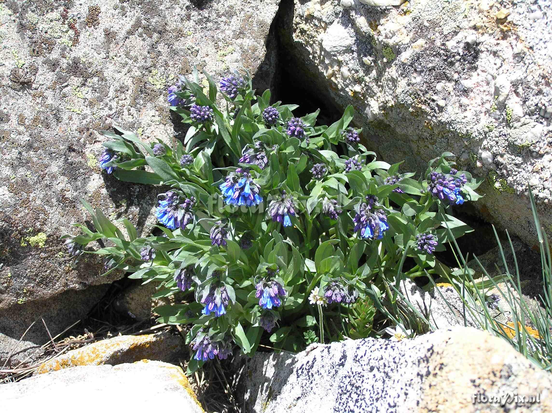 Mertensia viridis