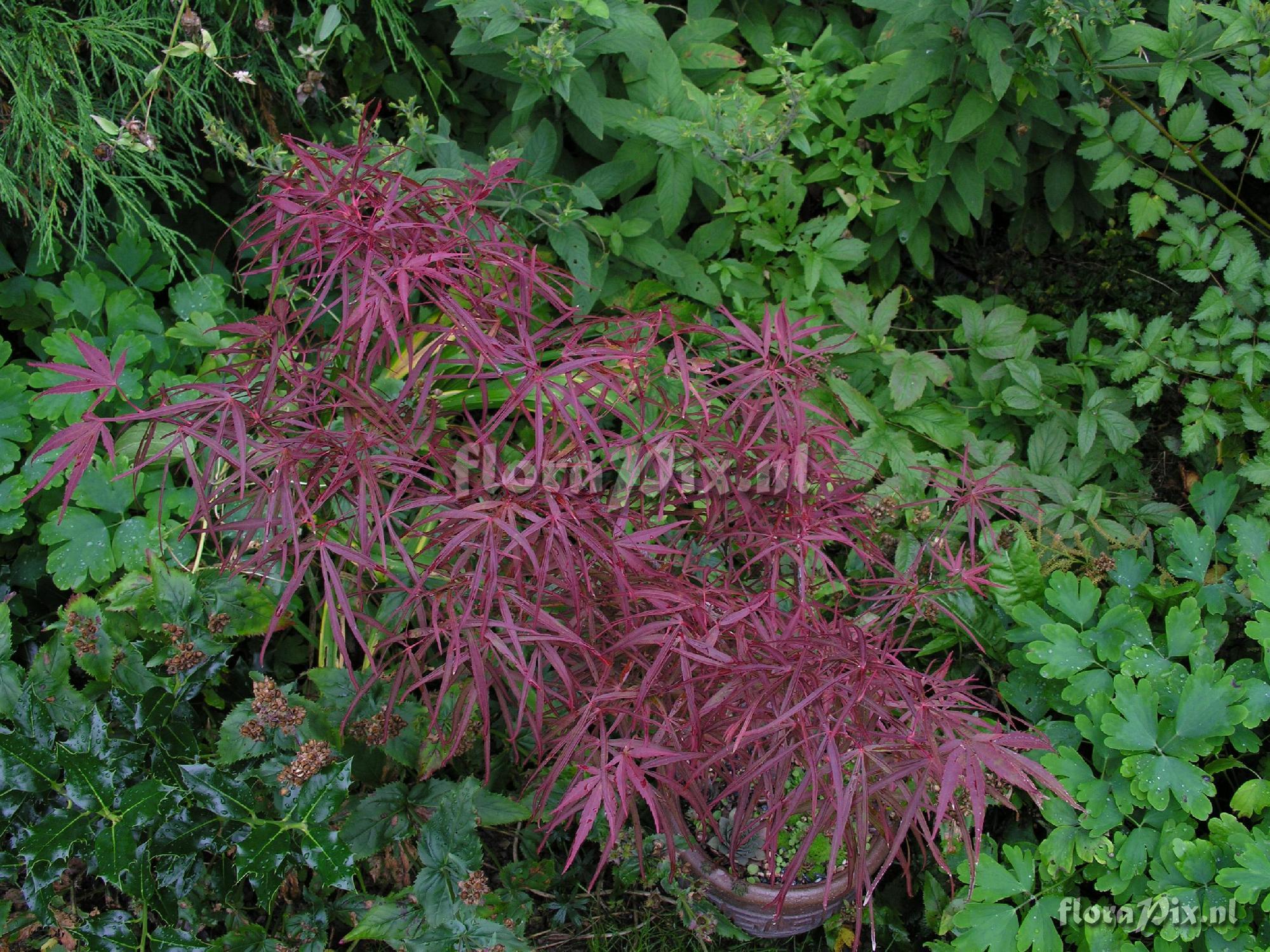 Acer palmatum 