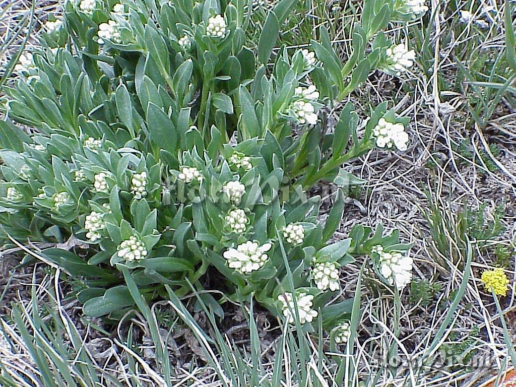 Mertensia viridis