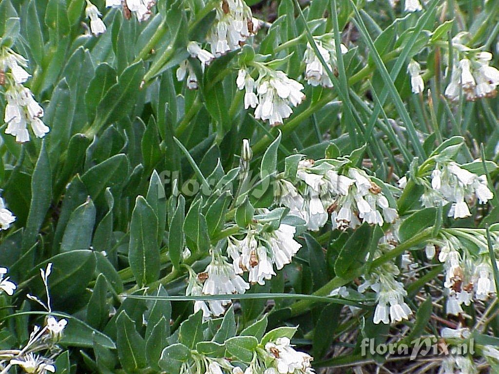 Mertensia viridis