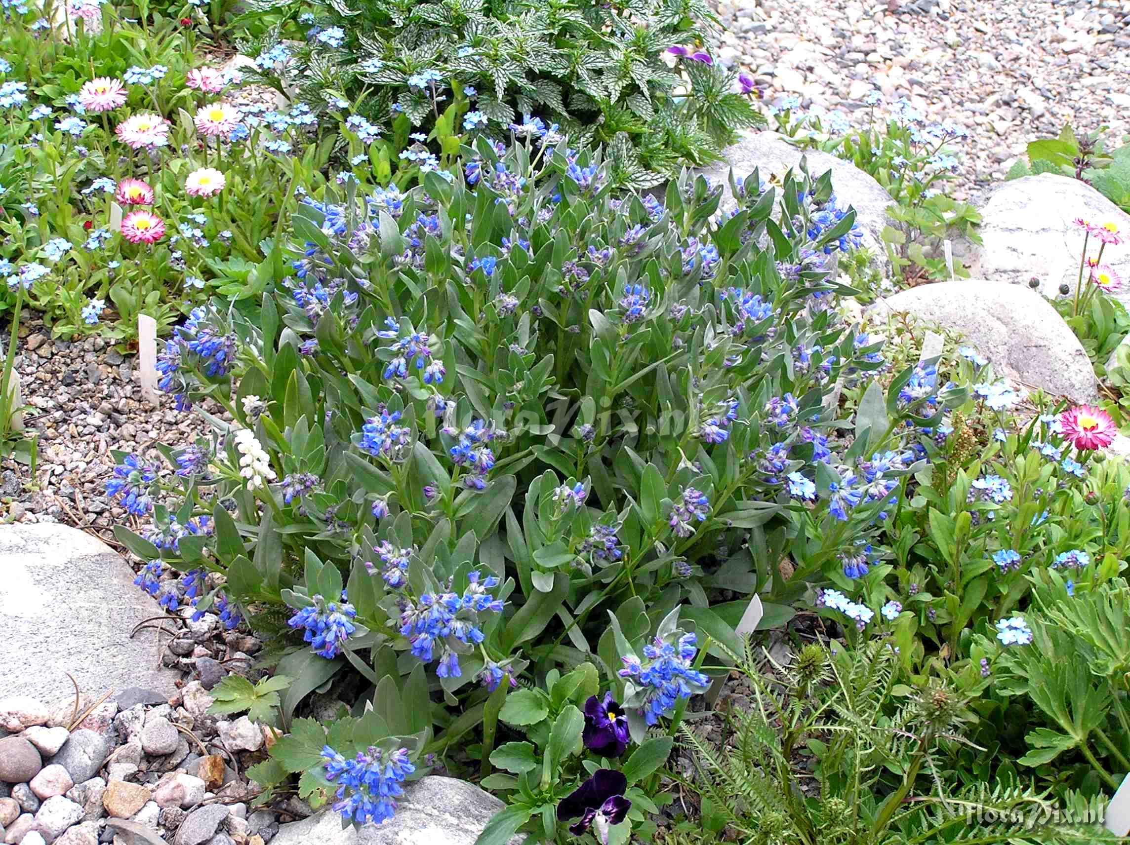 Mertensia viridis