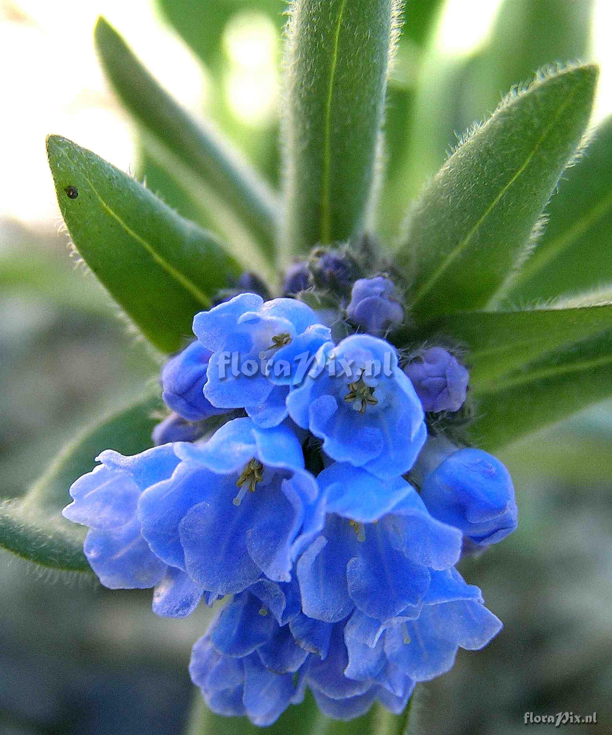 Mertensia viridis