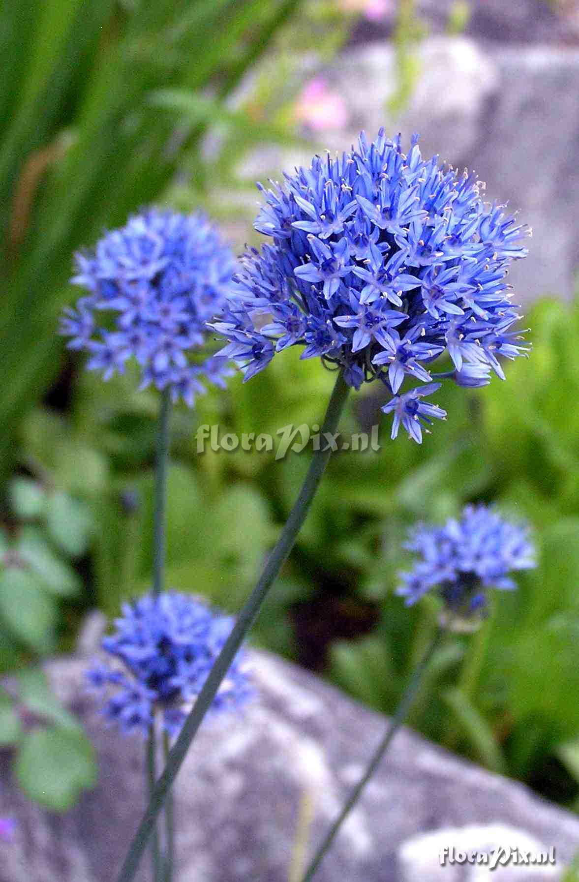 Allium caeruleum