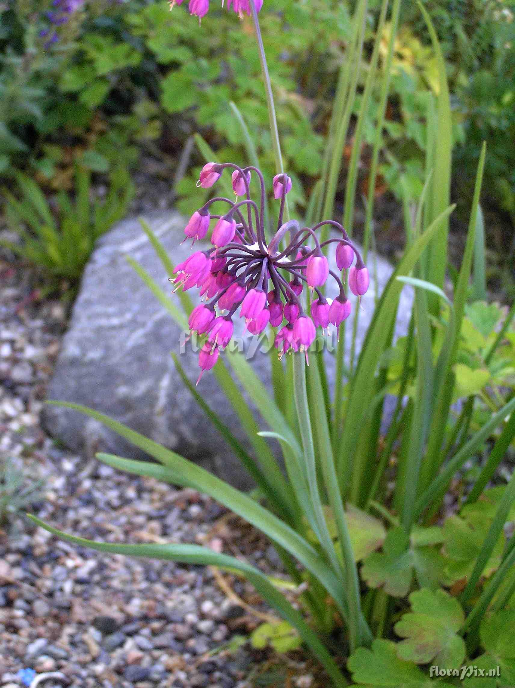 Allium cernuum