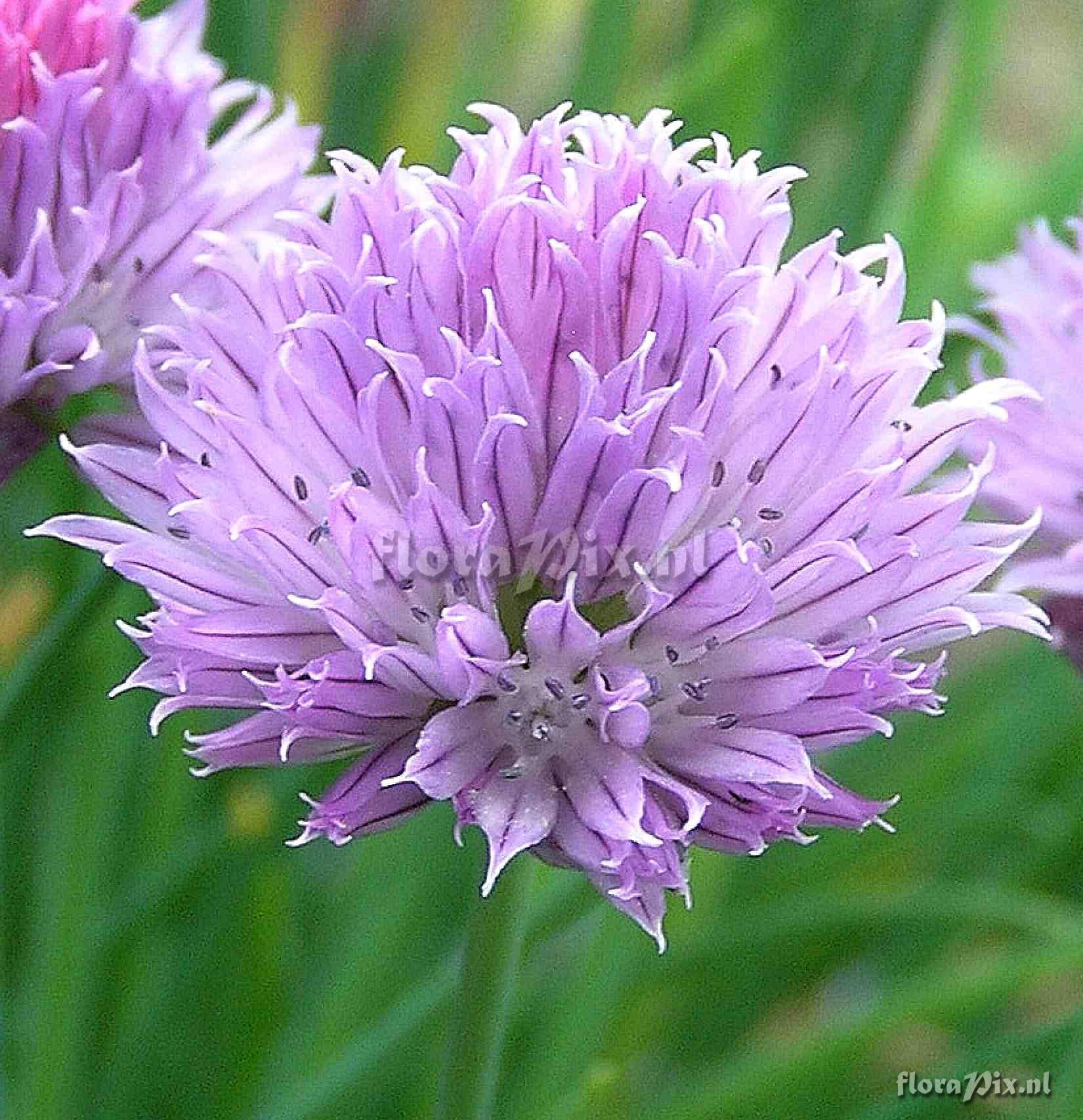 Allium schoenoprasum