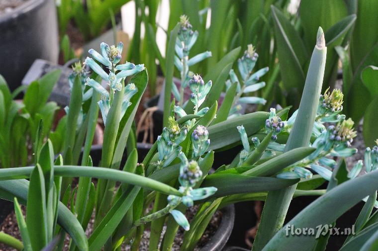 Lachenalia viridiflora